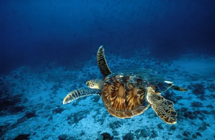 Framed Print : Green Turtle Framed Print : Green Turtle