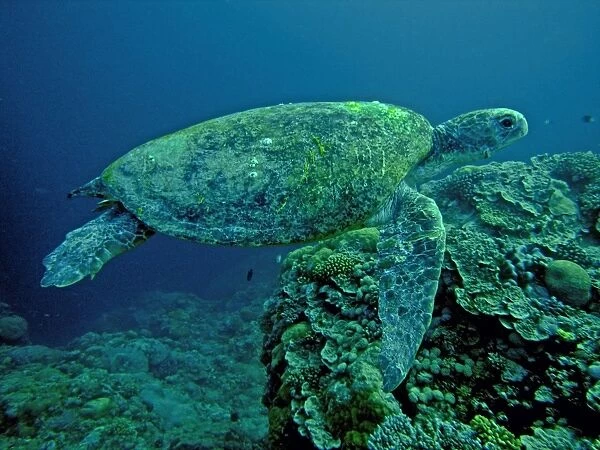 Green Turtle - A female drifting along the reef edge waiting for high tide to go ashore and lay her eggs. Note the barnacles. They are only found growing on a sea turtle's shell. Raine Island, Great Barrier Reef, Australia
