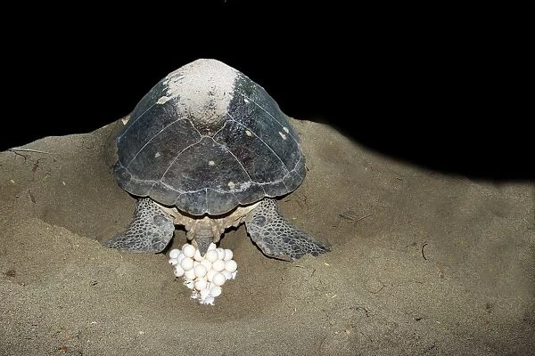 Green Turtle - laying eggs Mayotte Island Indian Ocean