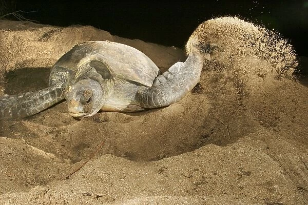 Green Turtle - laying eggs Mayotte Island Indian Ocean