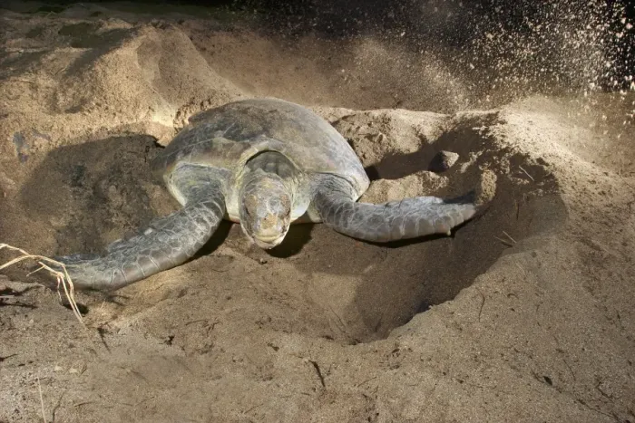 Framed Print : Green Turtle - laying eggs Mayotte Island Indian Ocean Framed Print : Green Turtle - laying eggs Mayotte Island Indian Ocean