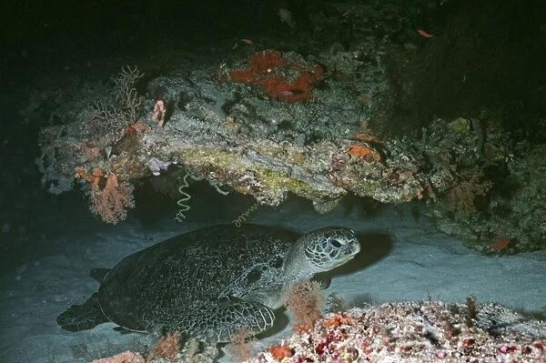 Green Turtle - resting in a coral cave on the Great Barrier Reef, Australia