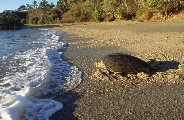 Green Turtle - Returning to sea after egg laying Mayotte Island Indian Ocean