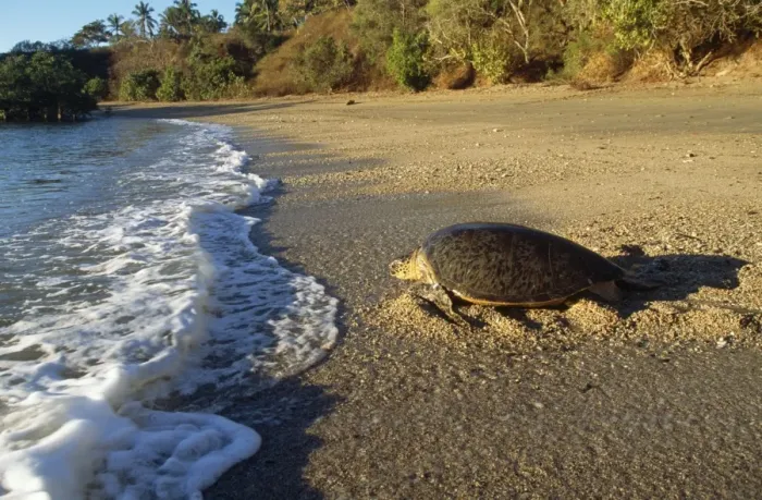 Framed Print : Green Turtle - Returning to sea after egg laying Mayotte Island Indian Ocean Framed Print : Green Turtle - Returning to sea after egg laying Mayotte Island Indian Ocean