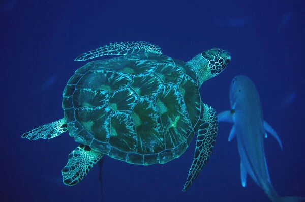 Green Turtle - swimming - Too Many Fish dive site, Pulau Koon, central Moluccas, Indonesia Date: 24-Jul-19