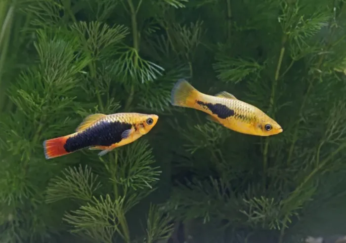 Framed Print : Green variatus platy – pair side view- tropical freshwater - variant 002659 Framed Print : Green variatus platy – pair side view- tropical freshwater - variant 002659