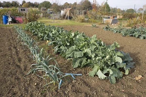 Green vegetables cabbages and leeks growing on local allotment with sheds and compost heaps near Chipping Campden Cotswolds UK