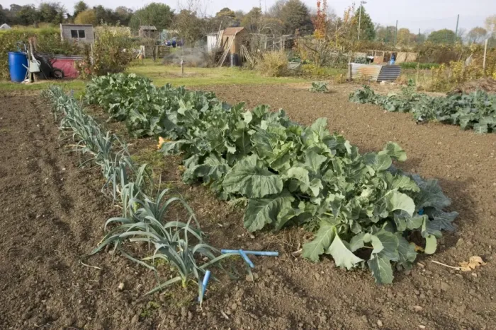 Framed Print : Green vegetables cabbages and leeks growing on local allotment with sheds and compost heaps near Chipping Campden Cotswolds UK Framed Print : Green vegetables cabbages and leeks growing on local allotment with sheds and compost heaps near Chipping Campden Cotswolds UK