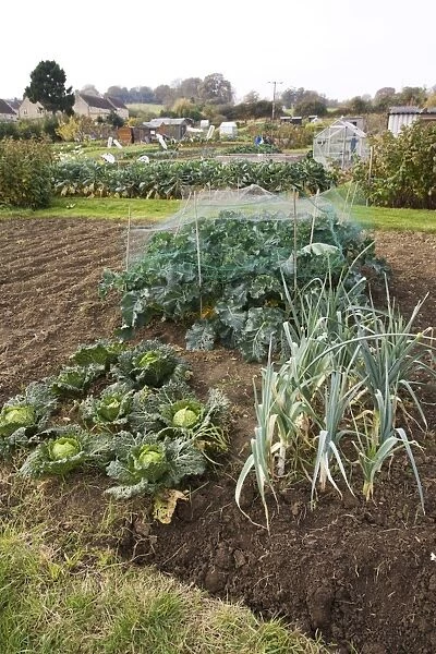 Green vegetables growing on local allotment near Chipping Campden Cotswolds UK