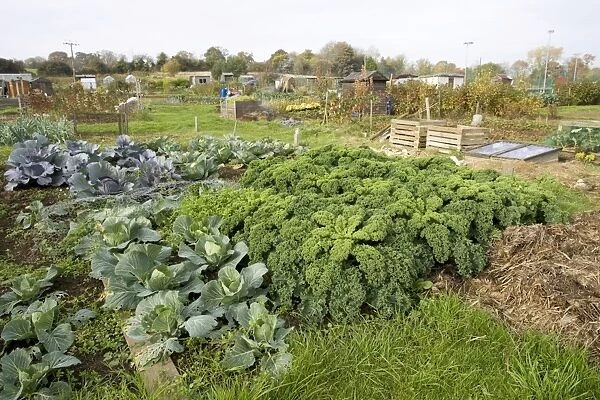 Green vegetables growing on local allotment near Chipping Campden Cotswolds UK
