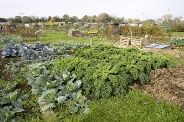 Framed Print : Green vegetables growing on local allotment near Chipping Campden Cotswolds UK Framed Print : Green vegetables growing on local allotment near Chipping Campden Cotswolds UK