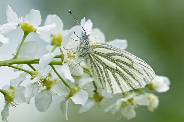 Green-veined White Butterfly - resting on flowers of bird cherry - Lincolnshire - UK