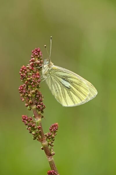 Green Veined White Butterfly - resting on vegetation in meadow - May - Cannock Chase - Staffordshire - England