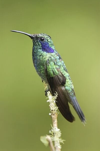 Green Violet-ear Cierro La Muerte, Costa Rica