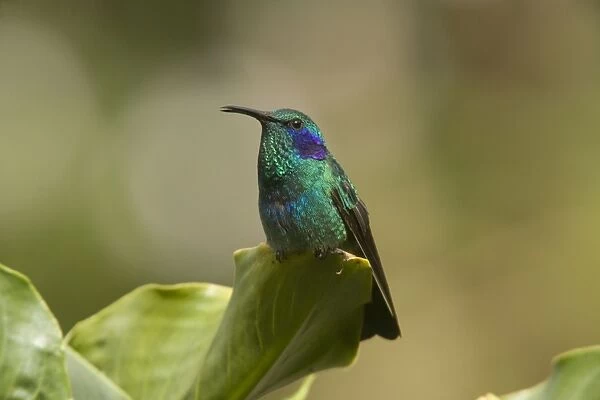 Green Violet-ear Hummingbird. Costa Rica