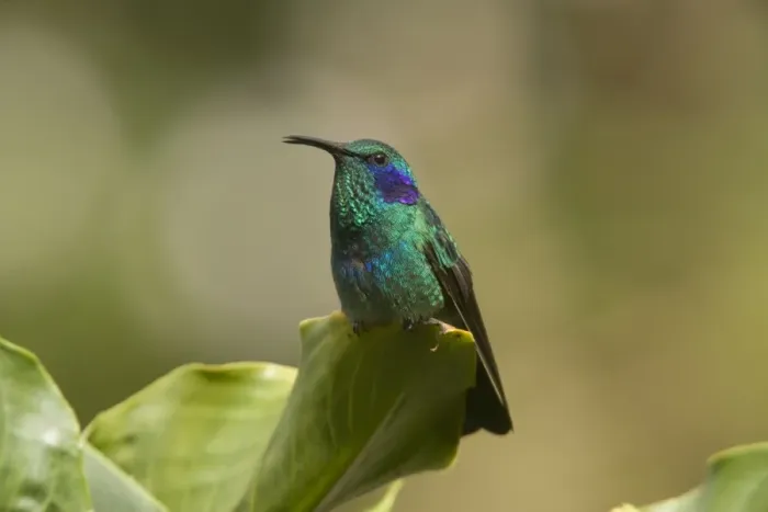 Framed Print : Green Violet-ear Hummingbird. Costa Rica Framed Print : Green Violet-ear Hummingbird. Costa Rica