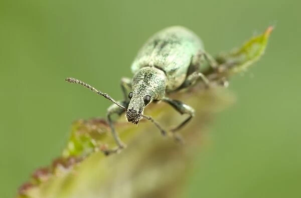 Green Weevil Norfolk UK