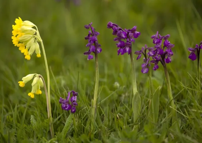 Framed Print : Green-winged Orchid Framed Print : Green-winged Orchid