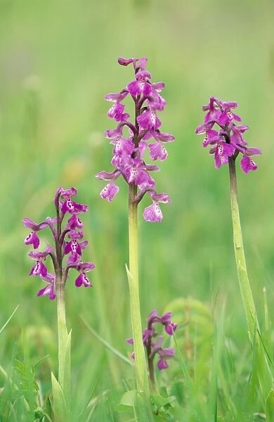 Green winged Orchid Lincolnshire, England