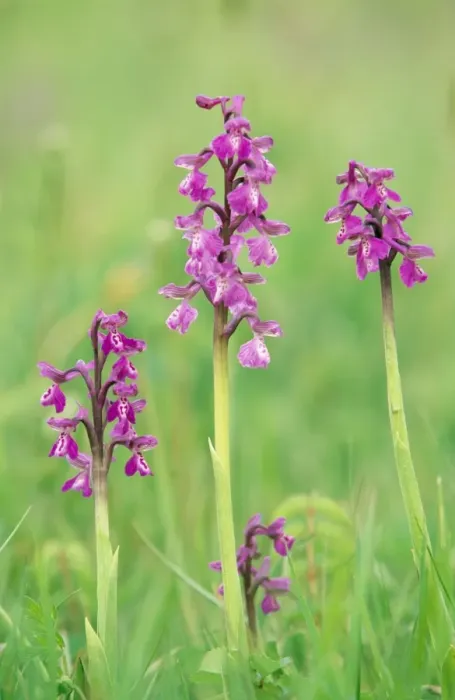 Framed Print : Green winged Orchid Lincolnshire, England Framed Print : Green winged Orchid Lincolnshire, England