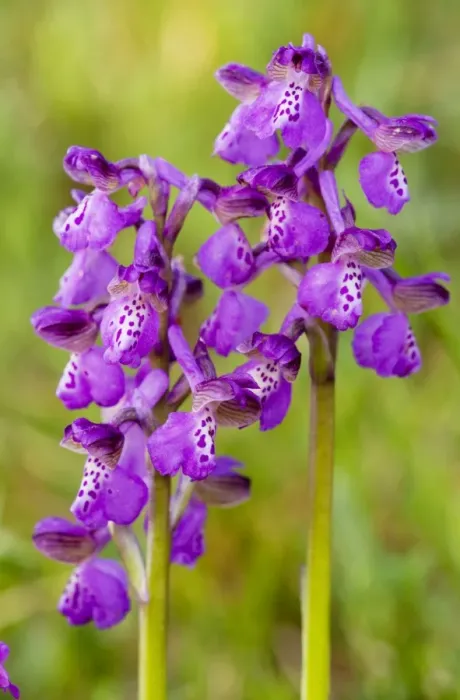 Framed Print : Green-winged Orchids - Gargano Peninsula, Italy Framed Print : Green-winged Orchids - Gargano Peninsula, Italy