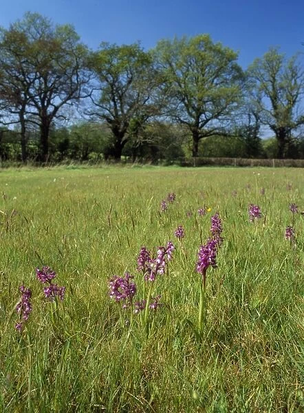 Green-winged Orchids - in pasture Corfe Mullen Dorset, Dorset Wildlife Trust Reserve, UK