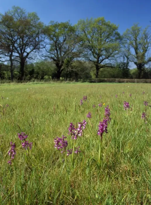 Framed Print : Green-winged Orchids - in pasture Corfe Mullen Dorset, Dorset Wildlife Trust Reserve, UK Framed Print : Green-winged Orchids - in pasture Corfe Mullen Dorset, Dorset Wildlife Trust Reserve, UK