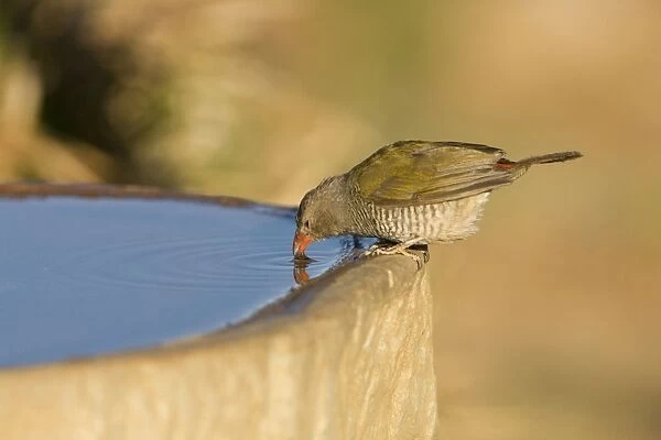 Green Winged Pytilia  /  Melba Finch Having a drink Central Namibia, Africa
