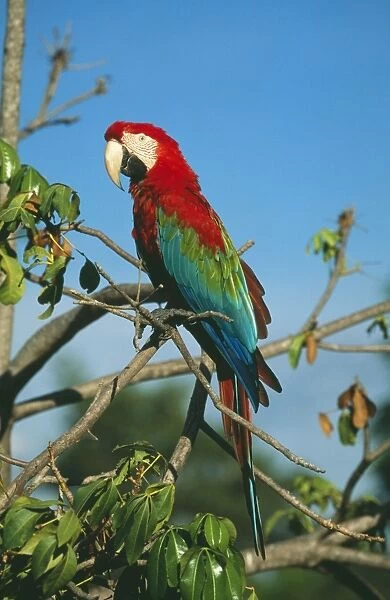 Green-winged  /  Red & Blue Macaw FG 12167 Tropical South America Ara chloroptera © Francois Gohier  /  ardea. com