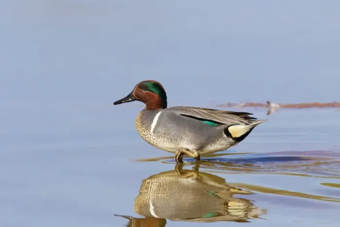 Framed Print : Green-winged Teal - drake / male. March in Arizona. USA Framed Print : Green-winged Teal - drake / male. March in Arizona. USA
