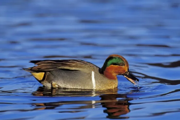 Framed Print : Green-winged Teal drake Pacific NW. Winter. BD567 Framed Print : Green-winged Teal drake Pacific NW. Winter. BD567