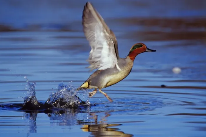 Framed Print : Green-winged Teal drake - taking off Pacific Northwest, winter. bd616 Framed Print : Green-winged Teal drake - taking off Pacific Northwest, winter. bd616