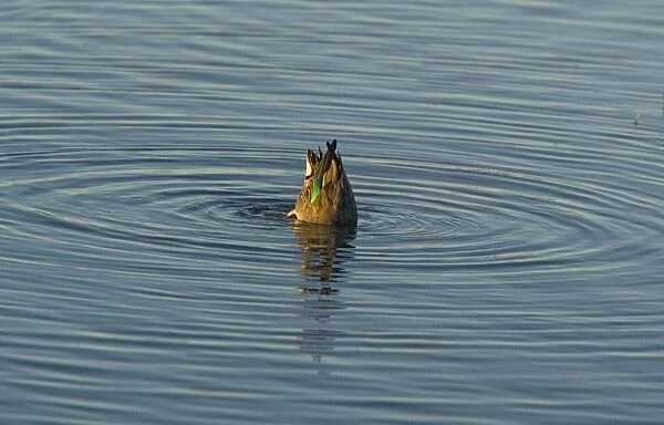Green-winged Teal - female, feeding on submerged seeds
