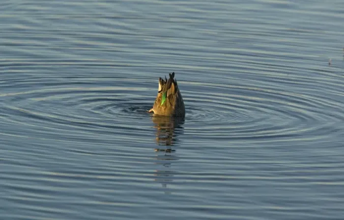 Framed Print : Green-winged Teal - female, feeding on submerged seeds Framed Print : Green-winged Teal - female, feeding on submerged seeds