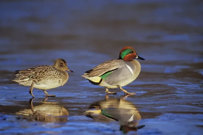Framed Print : Green-winged Teal - pair British Columbia, Pacific Northwest, winter. bd714 Framed Print : Green-winged Teal - pair British Columbia, Pacific Northwest, winter. bd714