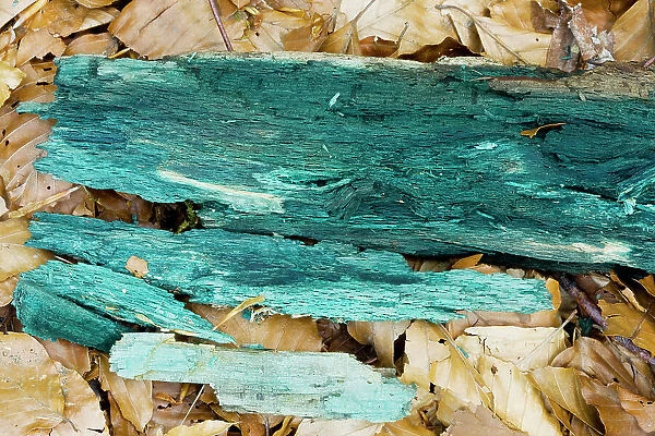Green Wood Cup ( Chlorociboria aeruginascens) - mycelium stains the wood green-blue, used in marquetry. Slovenia