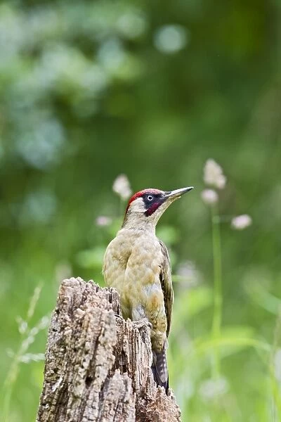 Green Woodpecker - feeding on stump in meadow - Bedfordshire UK 11213