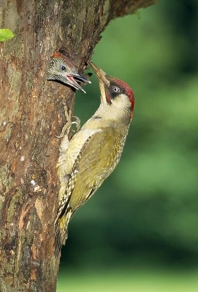 Green Woodpecker - feeding young