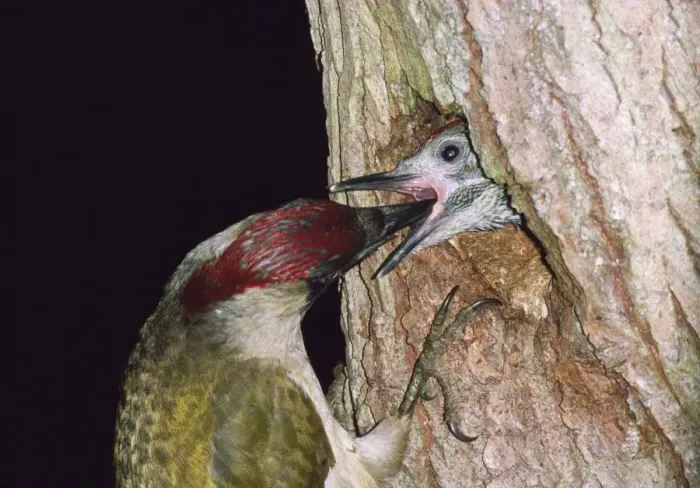 Framed Print : Green Woodpecker - feeding young at nest Framed Print : Green Woodpecker - feeding young at nest
