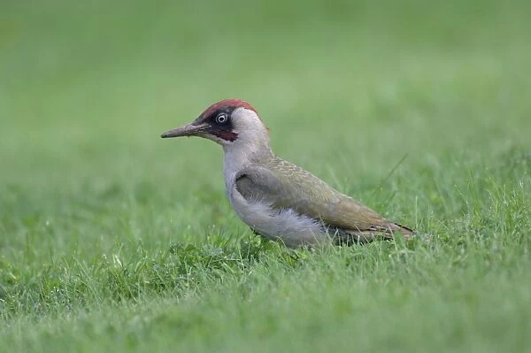 Green Woodpecker - On ground