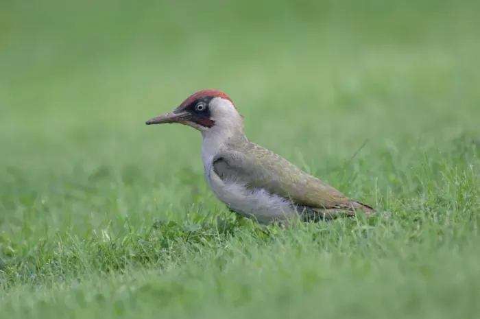 Framed Print : Green Woodpecker - On ground