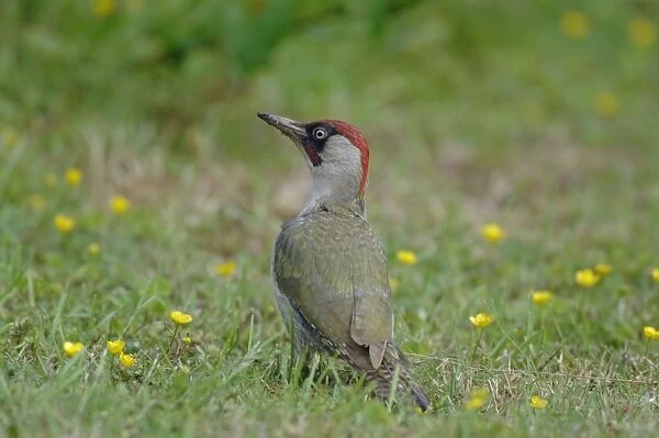 Green Woodpecker - On ground