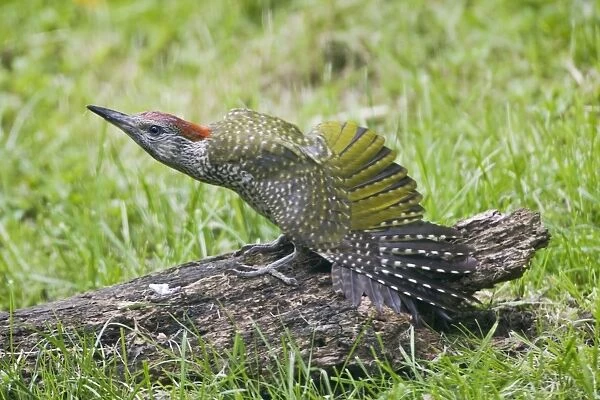 Green Woodpecker - juvenile stretching its wings on a rotting log - Oxon UK