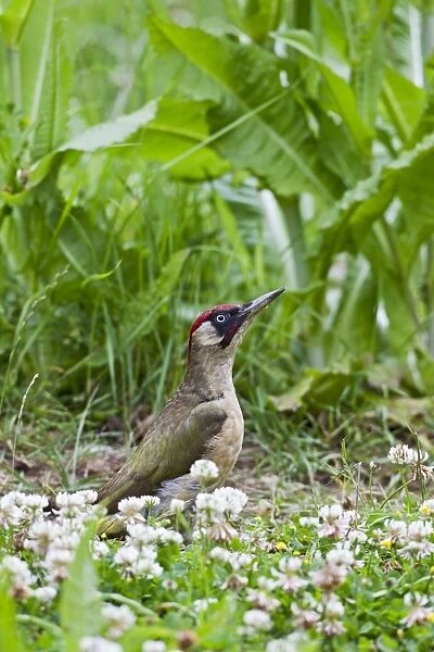 Green Woodpecker - looking for ants in meadow - Bedfordshire UK 11228