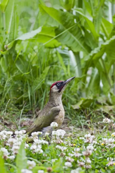 Framed Print : Green Woodpecker - looking for ants in meadow - Bedfordshire UK 11228 Framed Print : Green Woodpecker - looking for ants in meadow - Bedfordshire UK 11228