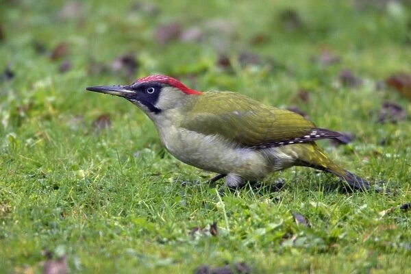 Green Woodpecker - Male feeding on lawn Lower Saxony, Germany