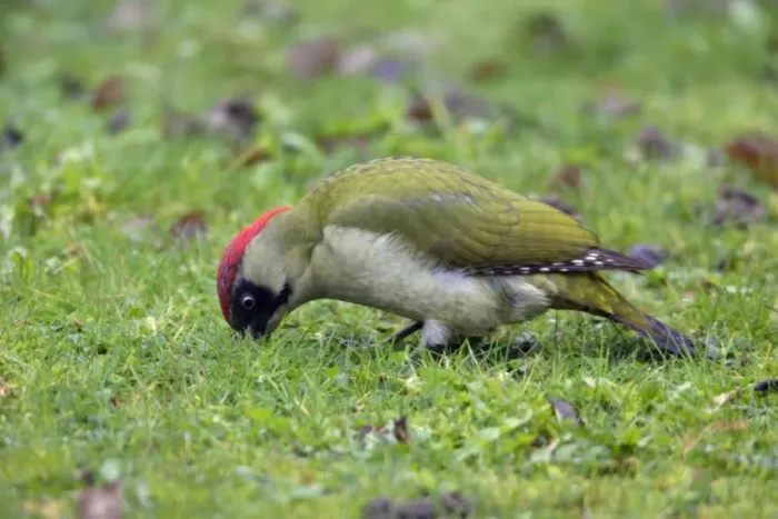Framed Print : Green Woodpecker - Male feeding on lawn Lower Saxony, Germany Framed Print : Green Woodpecker - Male feeding on lawn Lower Saxony, Germany