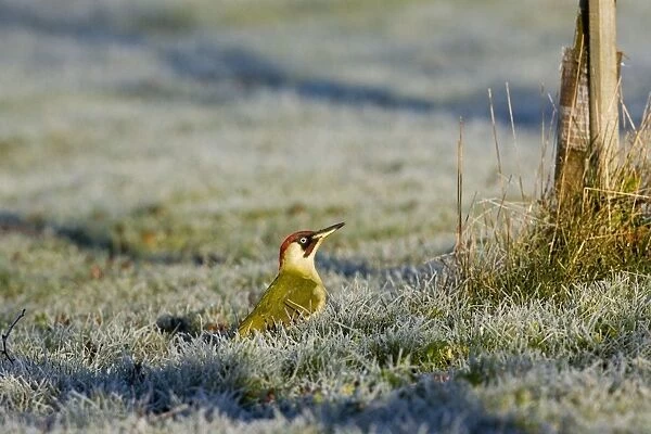 Green Woodpecker - male perched on frost covered grass early morning February. Gooderstone, Norfolk, U. K