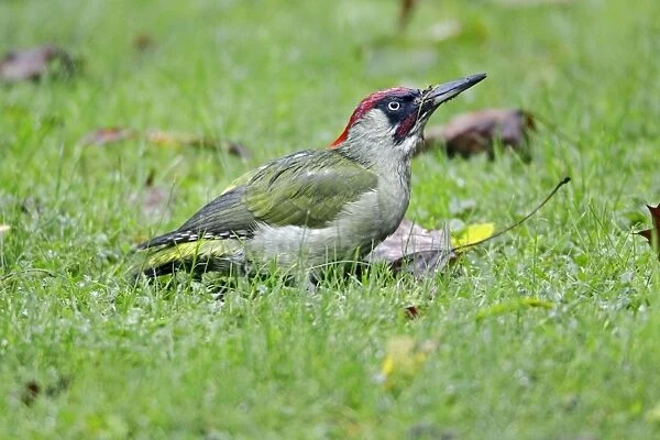 Green Woodpecker - male searching for food in garden - Lower Saxony - Germany
