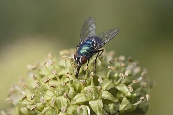Greenbottle - feeding on ivy - blow-fly - Bedfordshire UK 008133